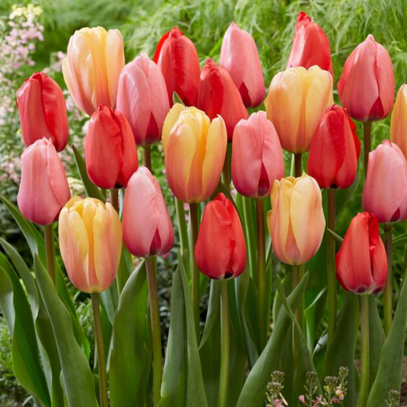 Impression Mix, Bag of 12