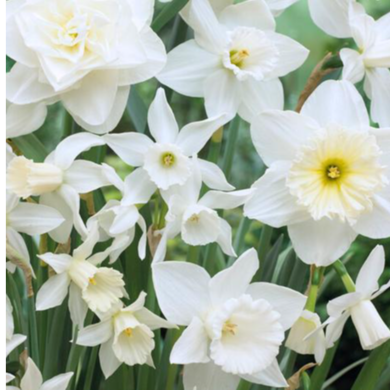 Holland Mix. Bag of 12