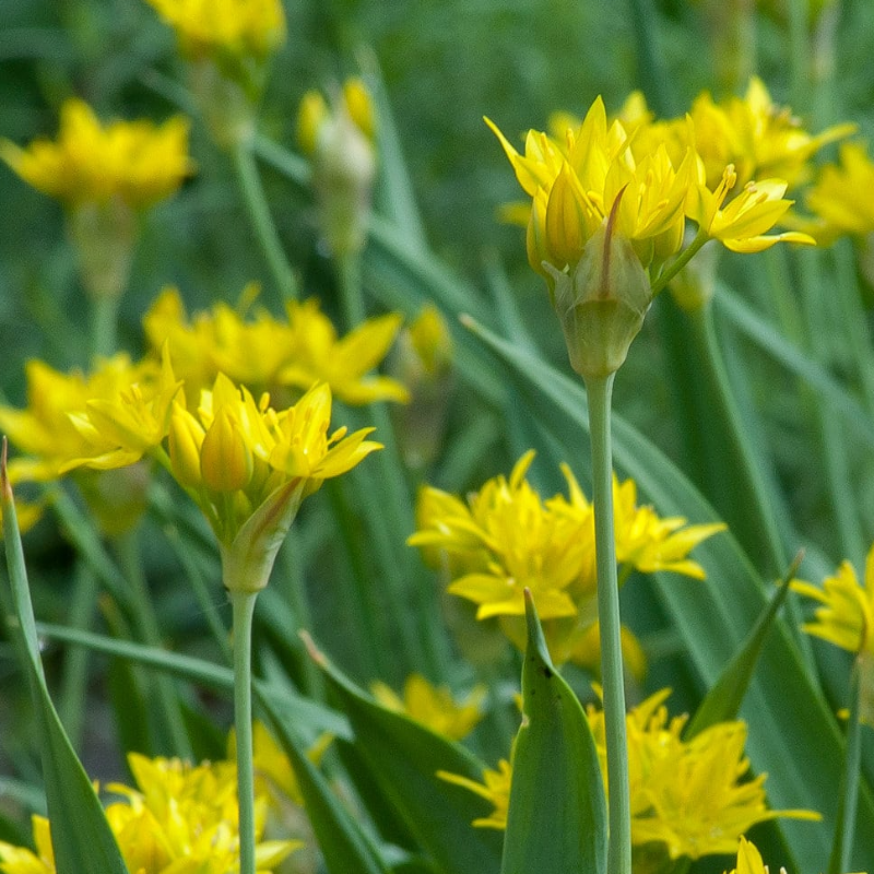 Moly Allium, Bag of 18