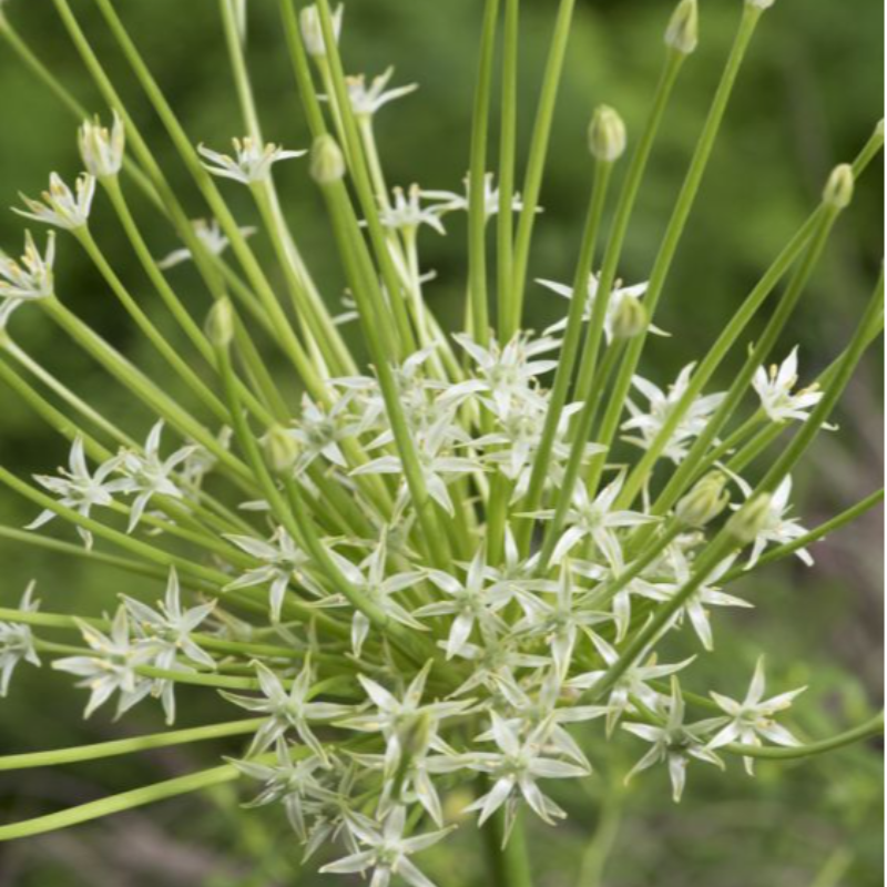 Arctic Snow, Bag of 5