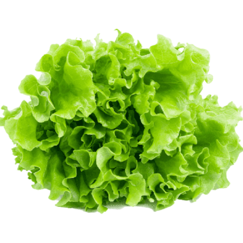 Ice berg Lettuce (લેટ્યુસ) (Not avaialble)