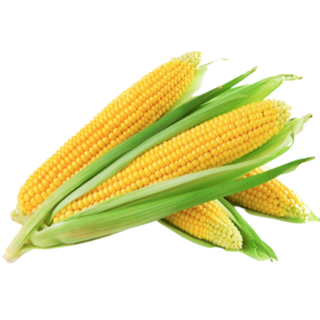 Corn (મકાઈ) 