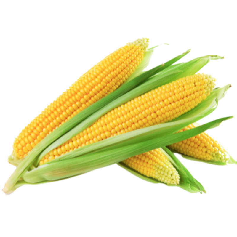 Corn (મકાઈ) 
