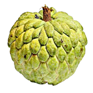 Custard apple (સીતાફળ) 