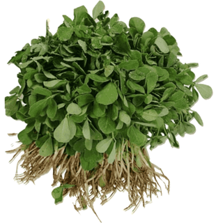 Fenugreek (મેથી) (Not available)