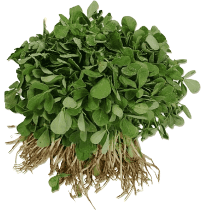 Fenugreek (મેથી) (Not available)