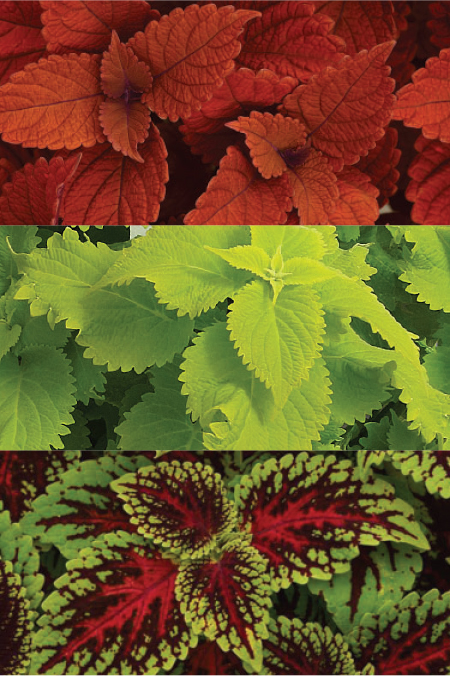 Coleus Blend Main Image