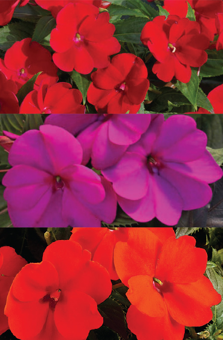 SunPatiens Blends Main Image