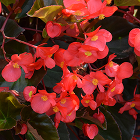 Begonia Big Red Main Image