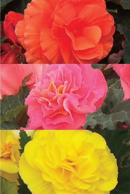 Begonia Blend Main Image