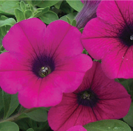 Petunia Purple Main Image