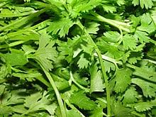 香菜 Coriander Leaves 250g Main Image