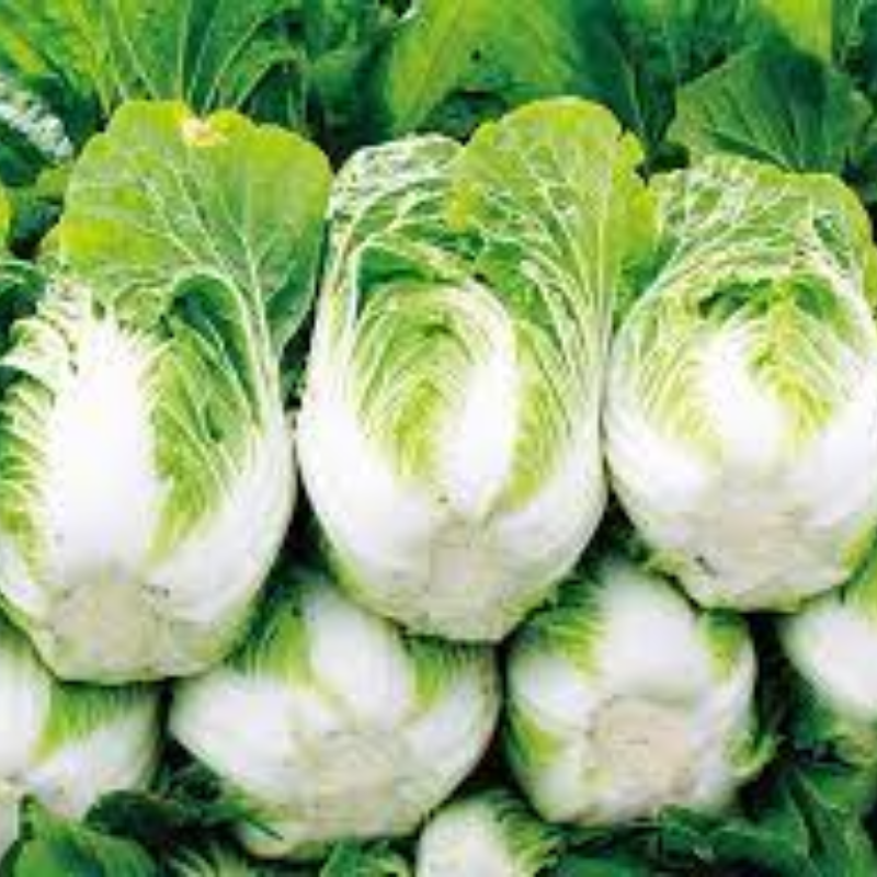 Chinese Cabbage / Napa Large Image