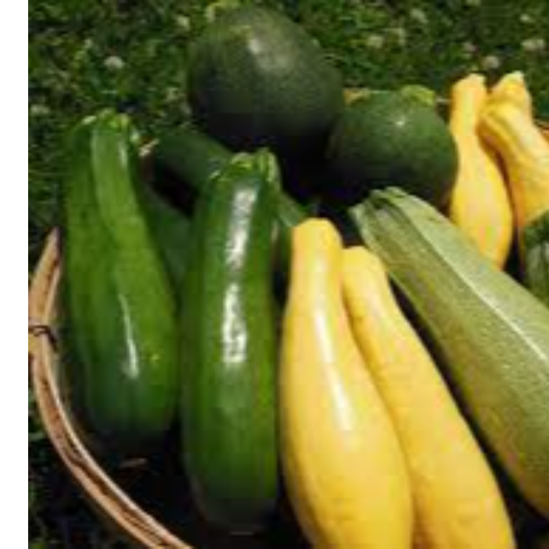 Zucchini Green / Yellow Large Image