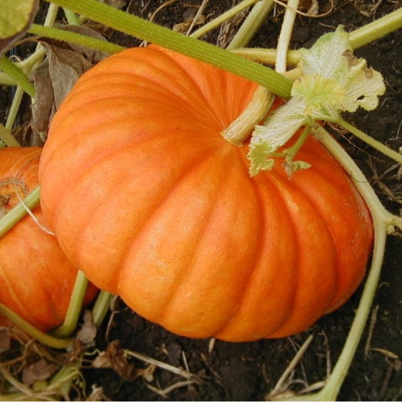 Pumpkin Red / Kadhoo Large Image