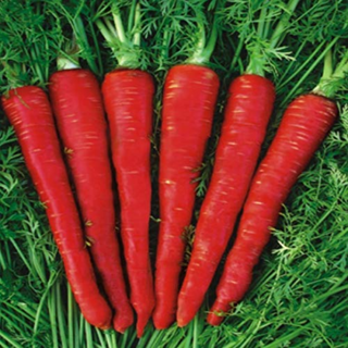 Carrot Delhi Image