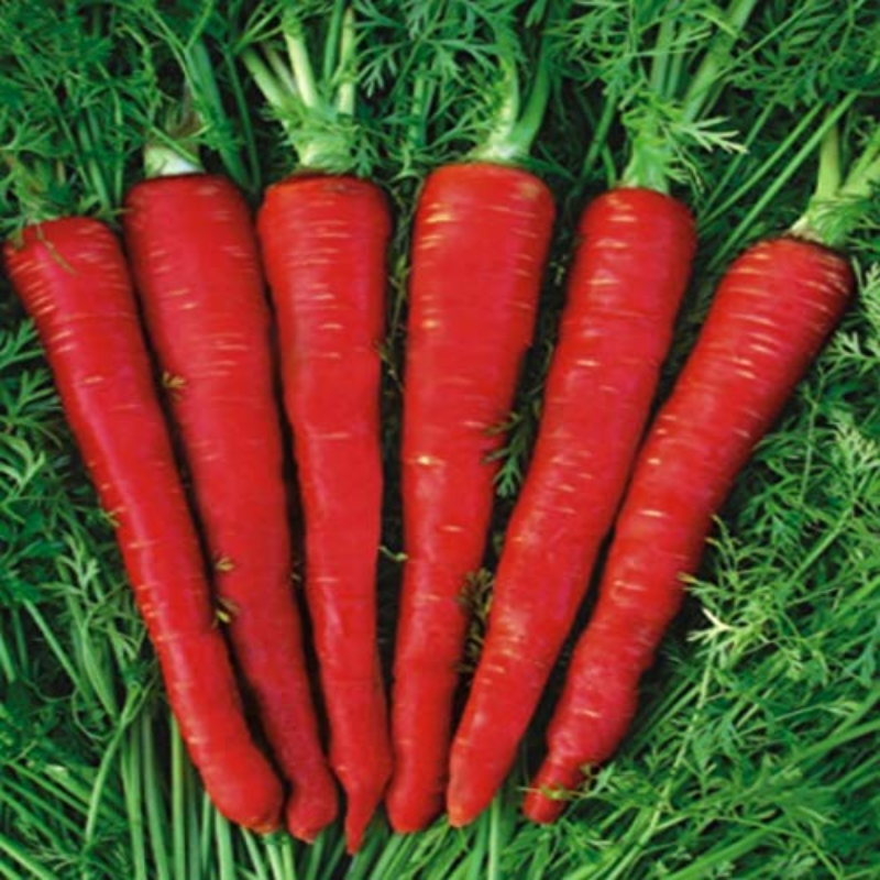 Carrot Delhi Large Image