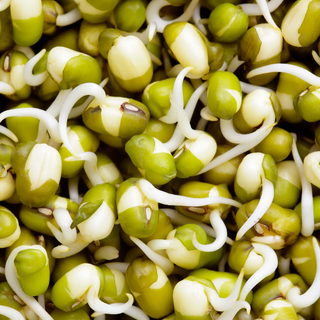 Beans Sprouts
