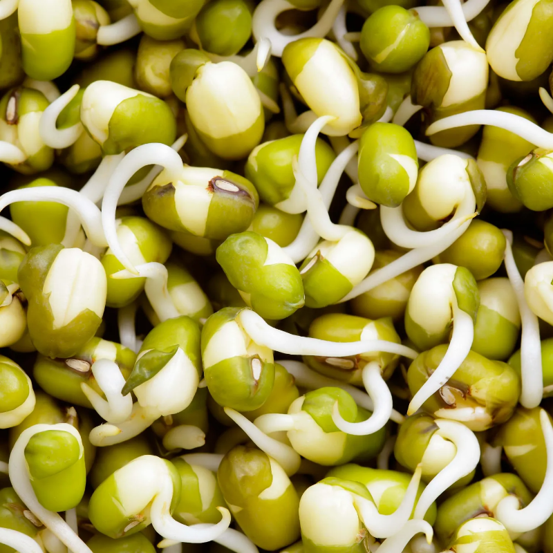 Beans Sprouts Large Image