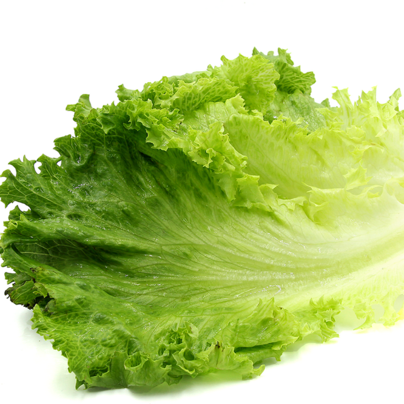 Lettuce Green Large Image