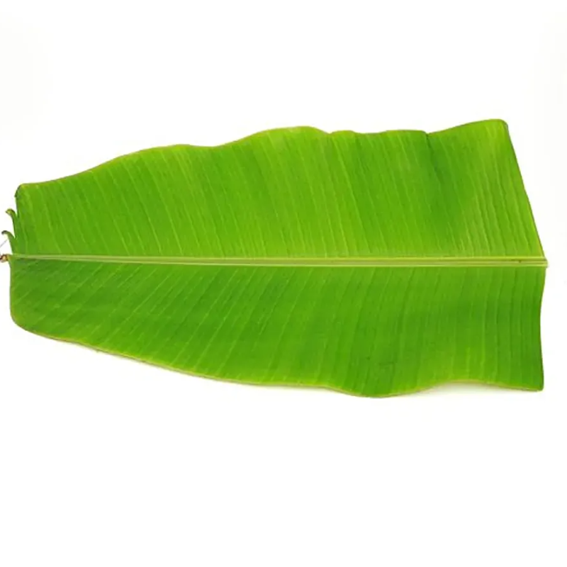 Banana Leaf Large Image