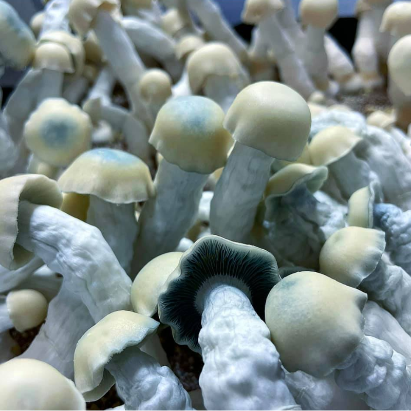 (STR) Stormtrooper per gram