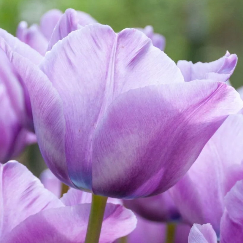 Bleu Aimable (Tulip)