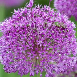 Allium Purple Sensation