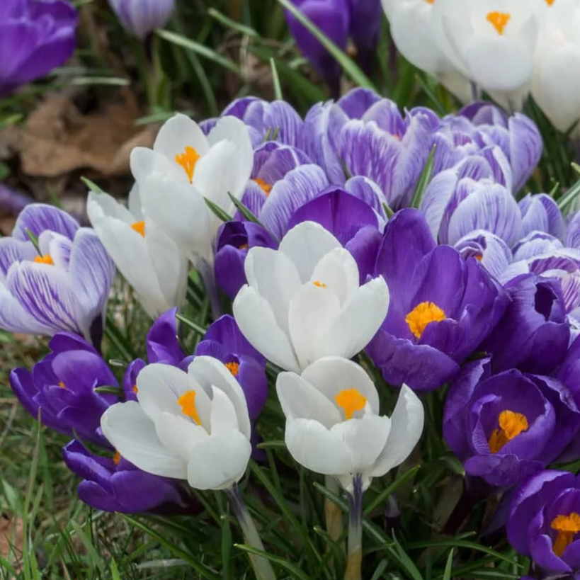 Hokus Crocus (Crocus)