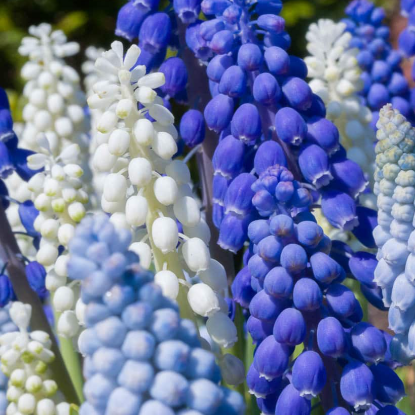 Cobalt Sea Muscari Blend (grape hyacinth)