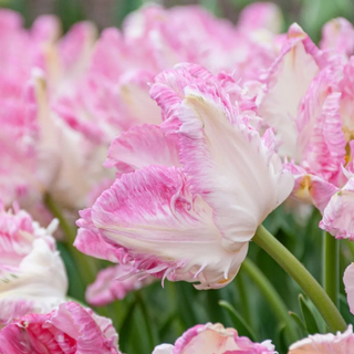 Well Spring (Tulip Blend)