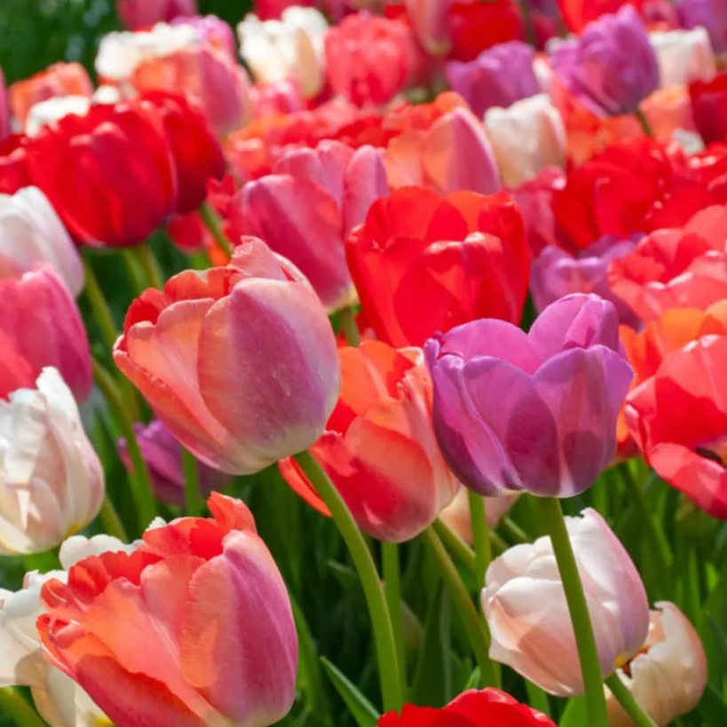 Well Spring (Tulip Blend)