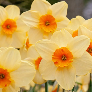 Kedron (Daffodil)