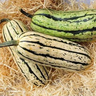Delicata