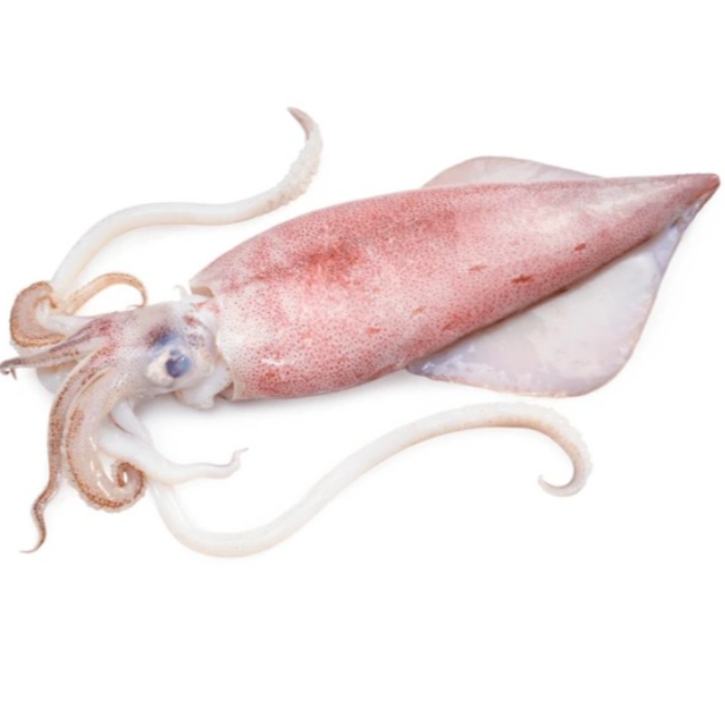 🏵️KG 魷魚 Squid 