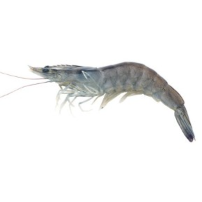 法國藍天使蝦 Frozen Premium Obsiblue Blue