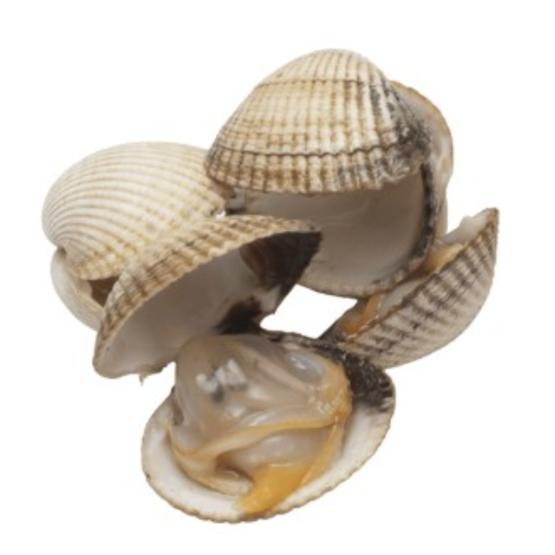 🏵️KG 螄蚶 Cockle Clam