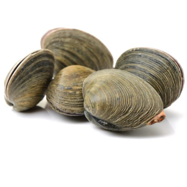 KG 車厘蜆 Stone Clam