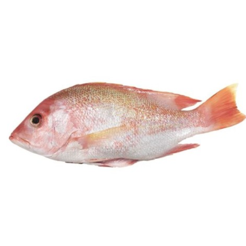 KG 紅鯛 Red Snapper
