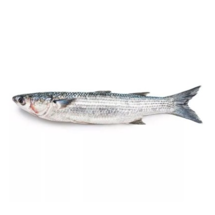 KG 烏頭魚 Gray Mullet