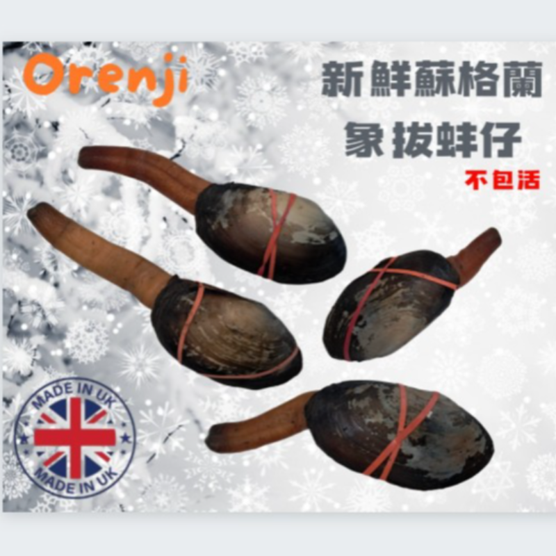 KG Geoduck 象拔蚌仔 