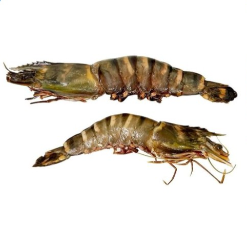 急凍皇帝蝦 Frozen King Prawns