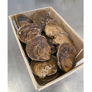 🔥Whitstable 野生生蠔 12隻