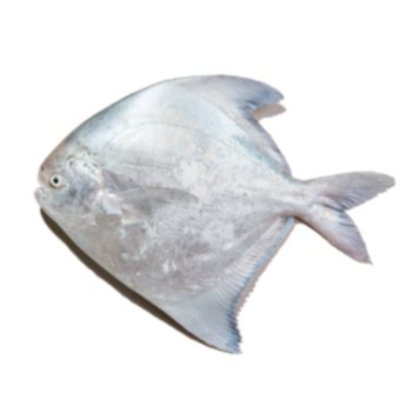 KG 白䱽 White Pomfret