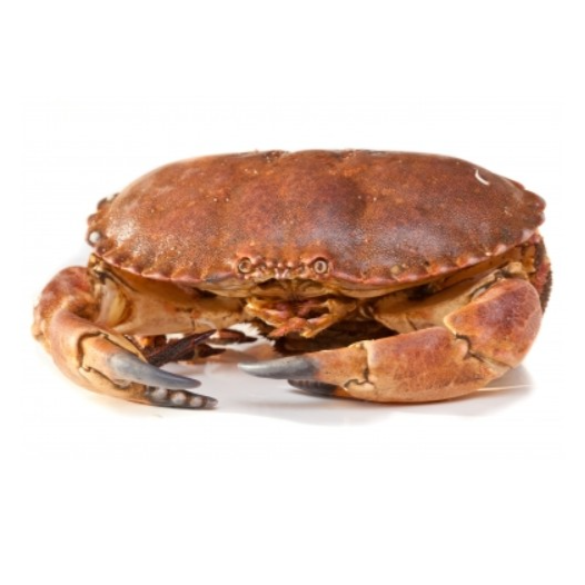 KG 活麵包蟹 Live Brown Crab 