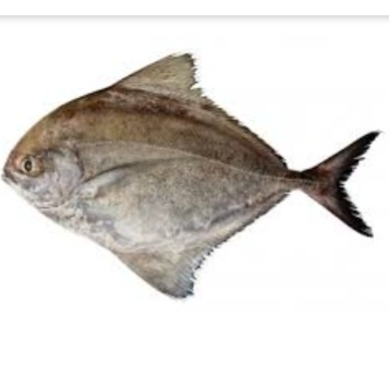 KG 黑䱽 Black Pomfret