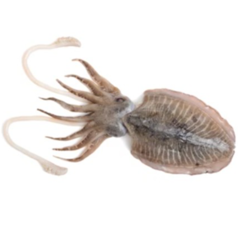 🏵️KG 大墨魚 Cuttlefish