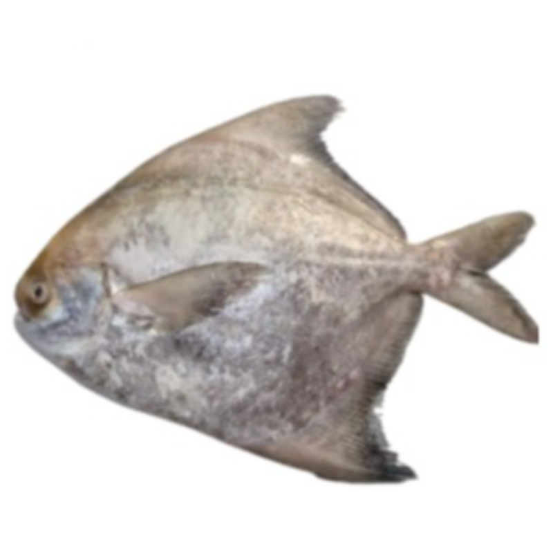 KG 鷹䱽魚 Pomfret