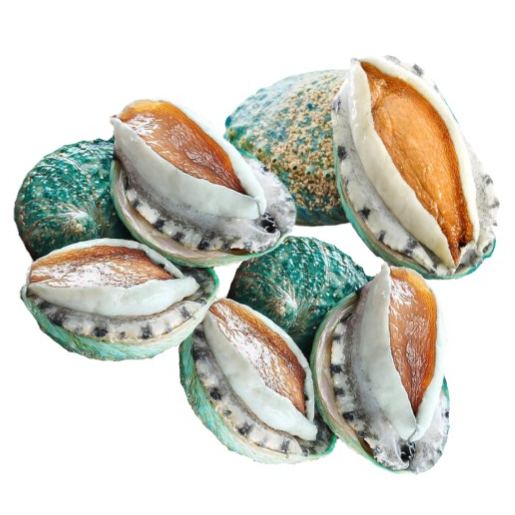 Australian Jade Abalone 澳洲翡翠鮑魚