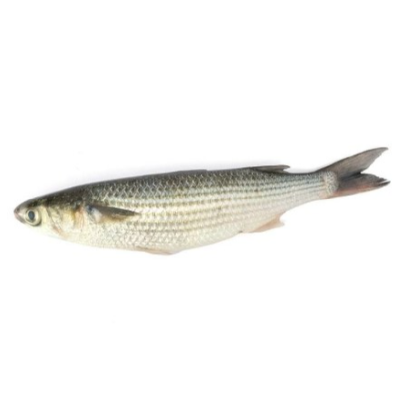 已劏原條烏頭/ Gray Mullet